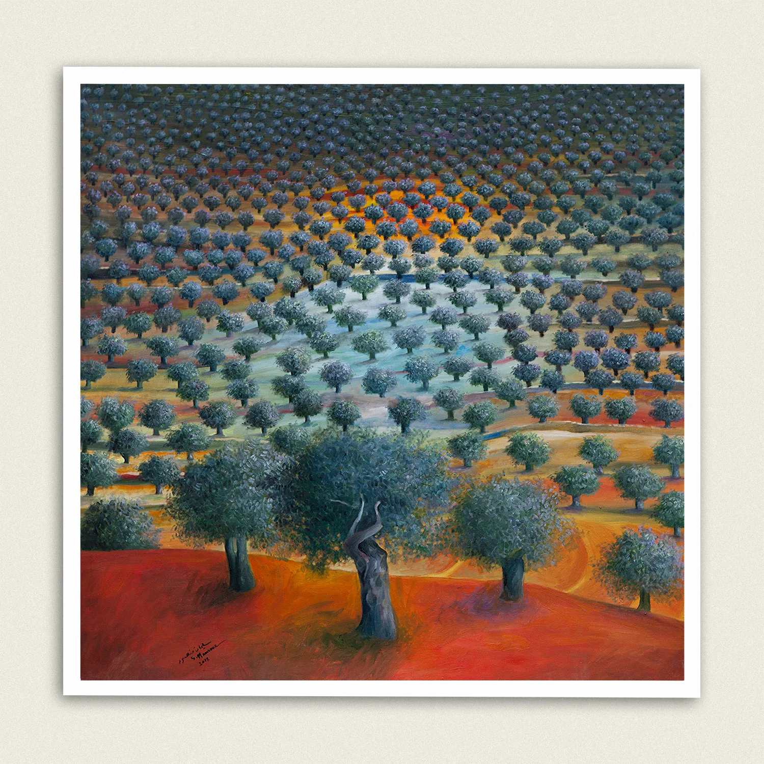 Olive grove, 2012